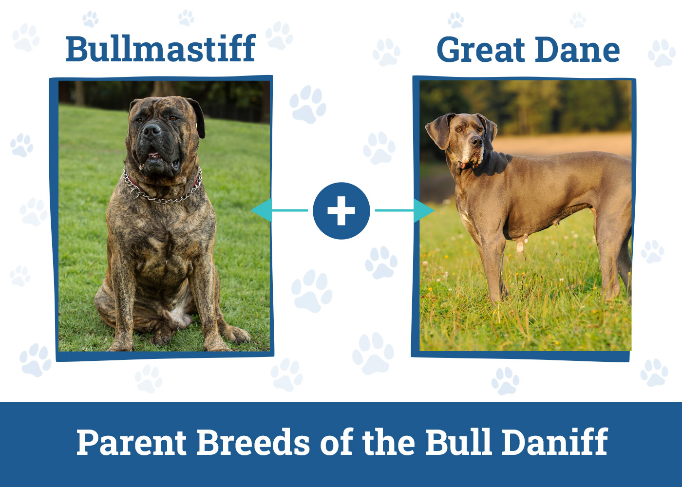 Parent Breeds of the Bull Daniff