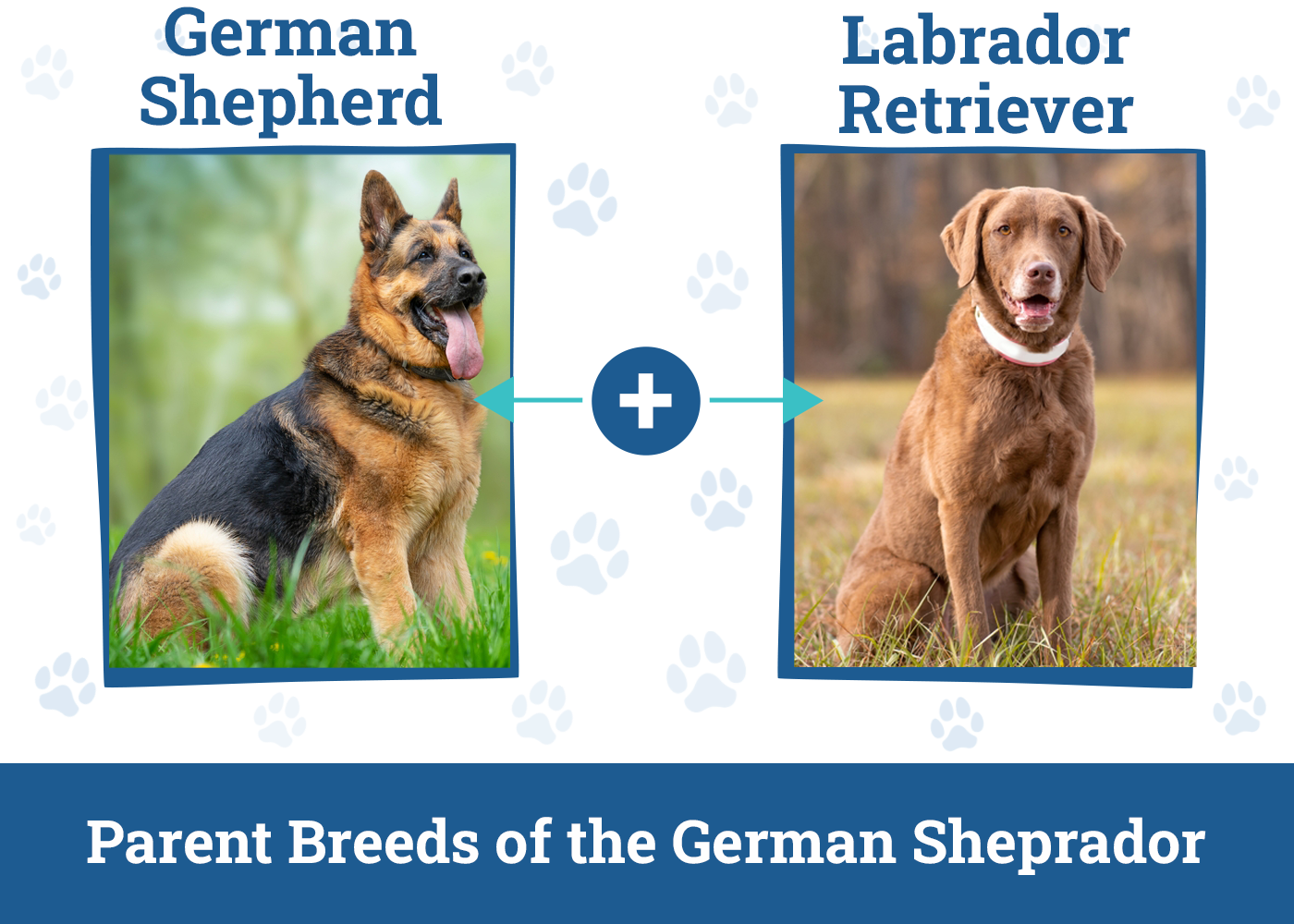 Parent Breeds of the German Sheprador