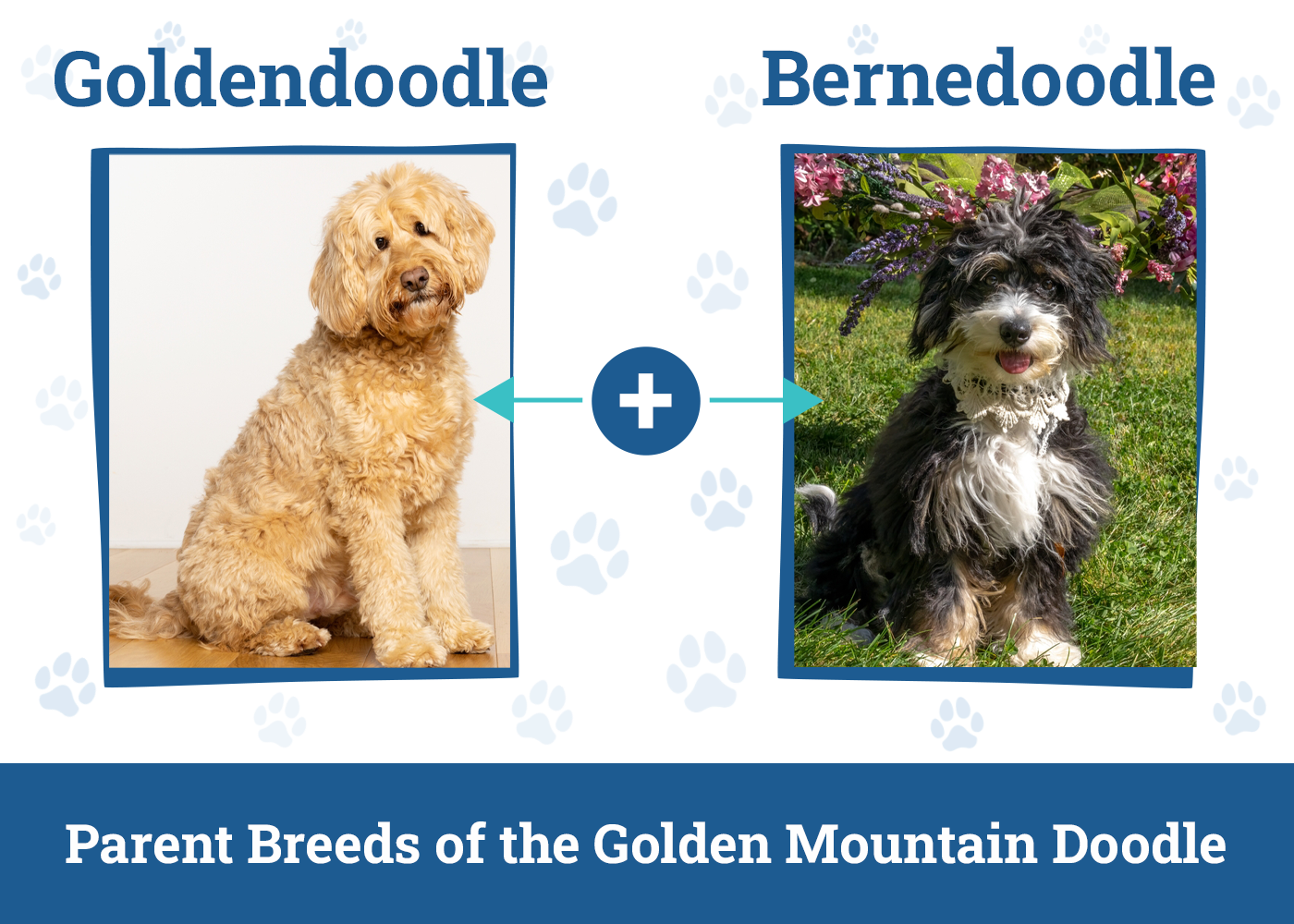 Parent Breeds of the Golden Mountain Doodle