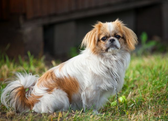 Pekingese Article6