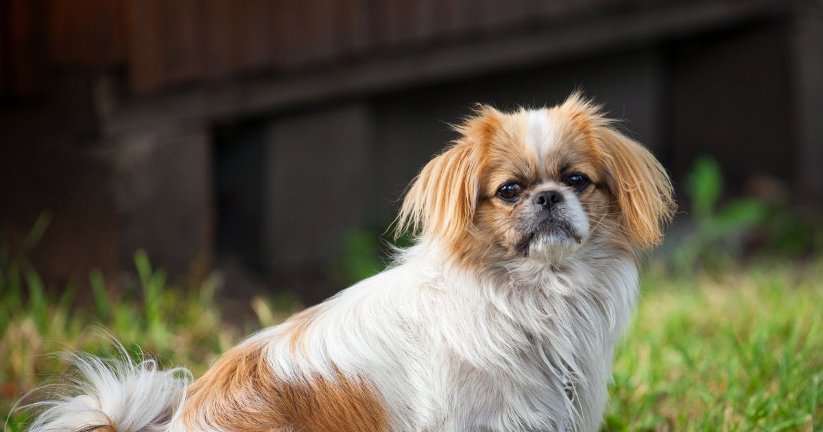 Pekingese Featured3