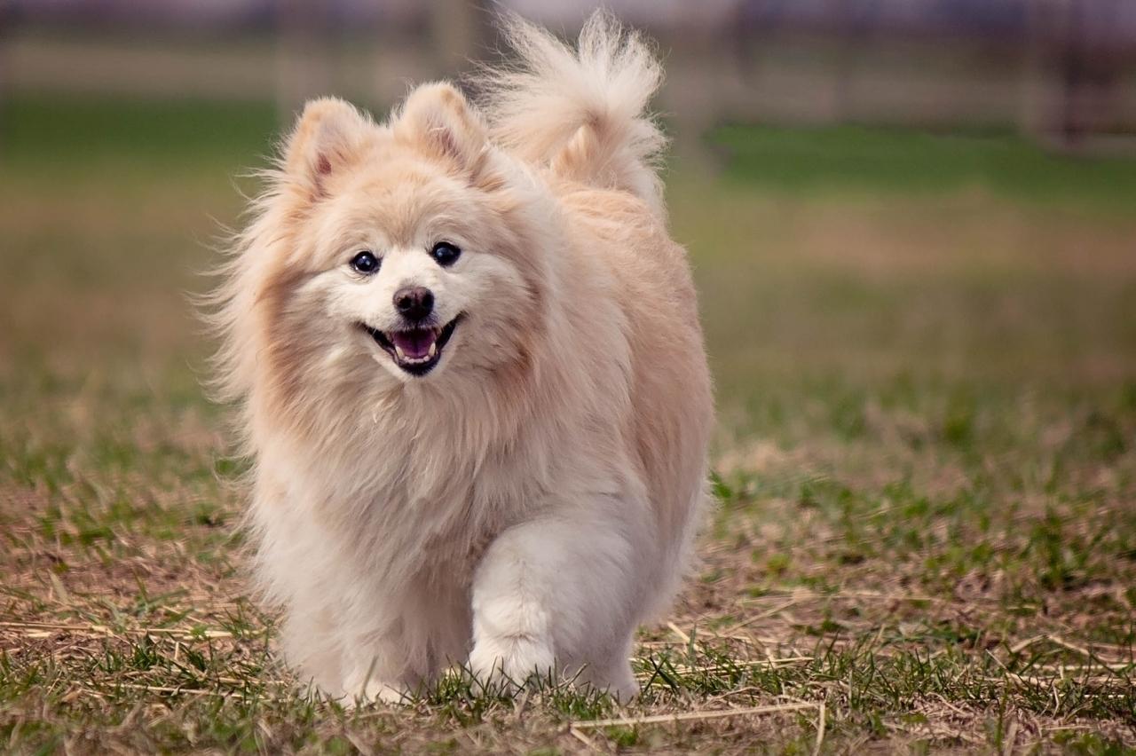 Best invisible dog fence for Pomeranians