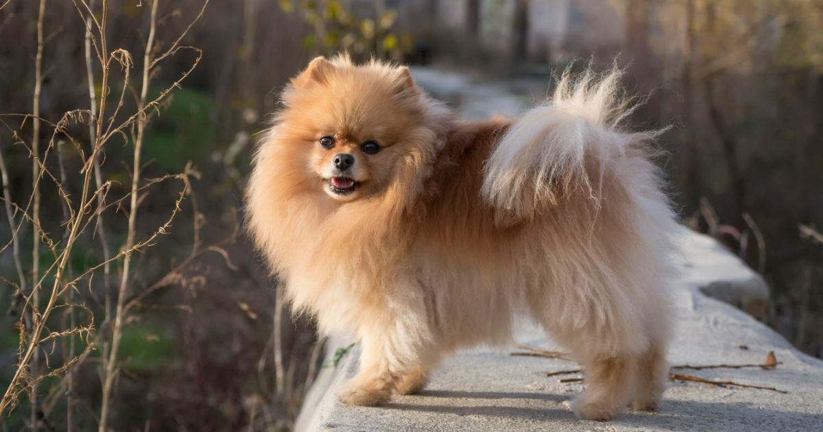 Pomeranian Featured6