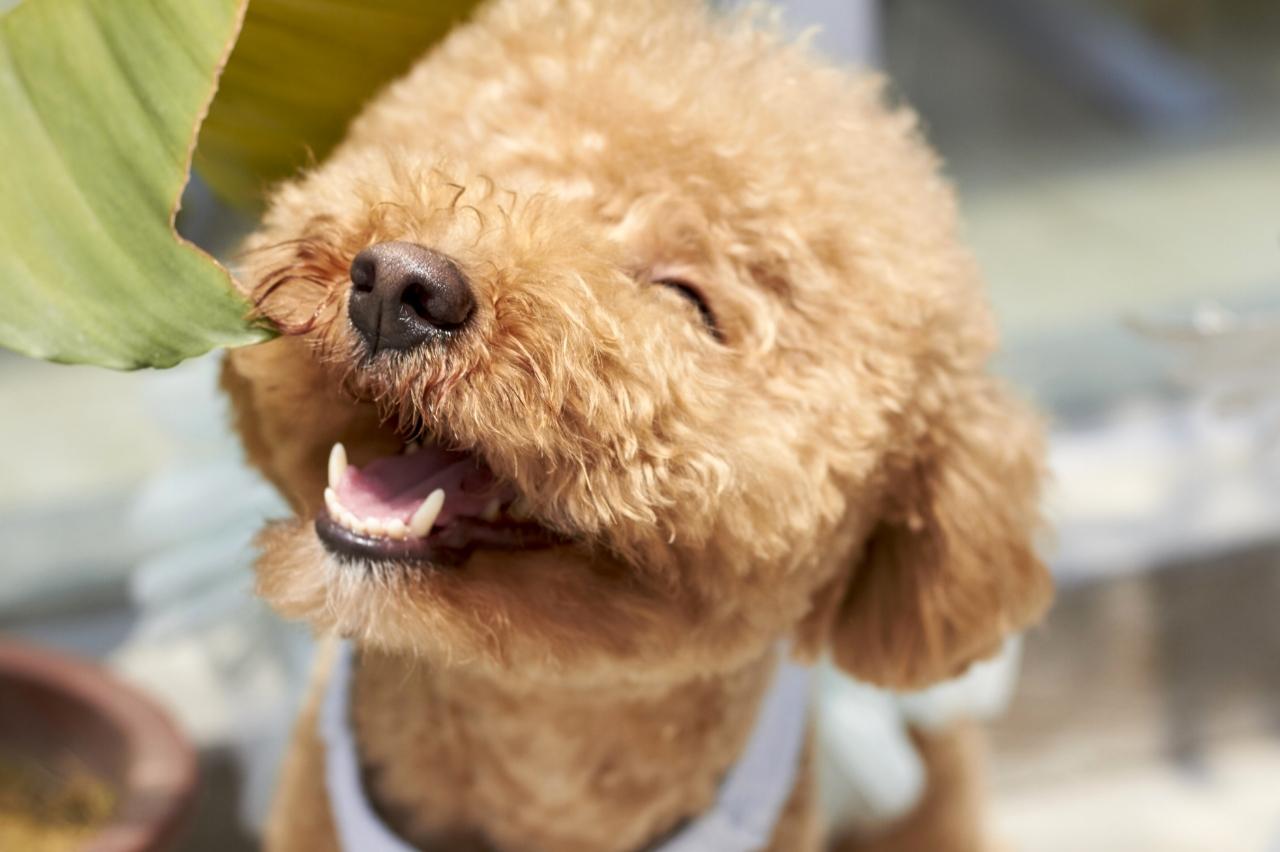 best pill pocket for poodles