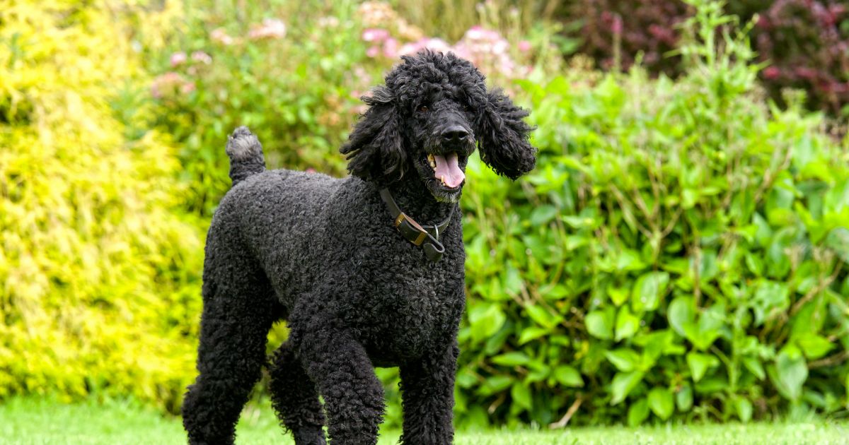 Poodle Featured6