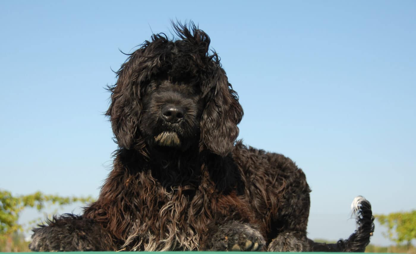 Portuguese Water Dog 1400x854 1