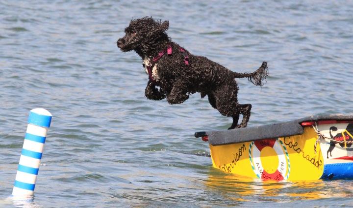 Portuguese water dog Chatfield State Park 1