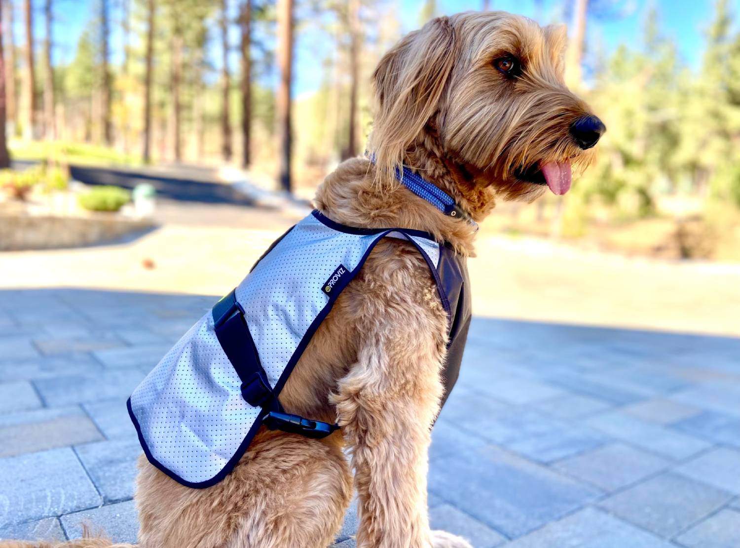 Proviz Explorer Dog Vest Review - side view of Micah wearing the vest