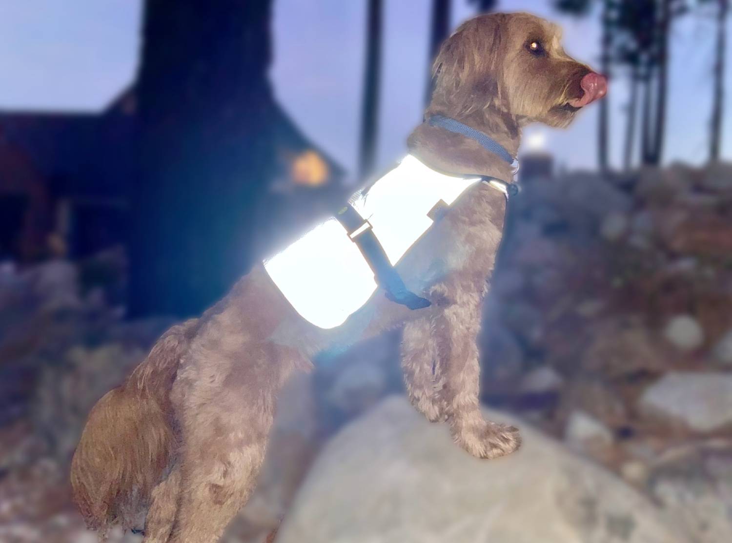 Proviz Explorer Dog Vest Review - vest reflecting at night