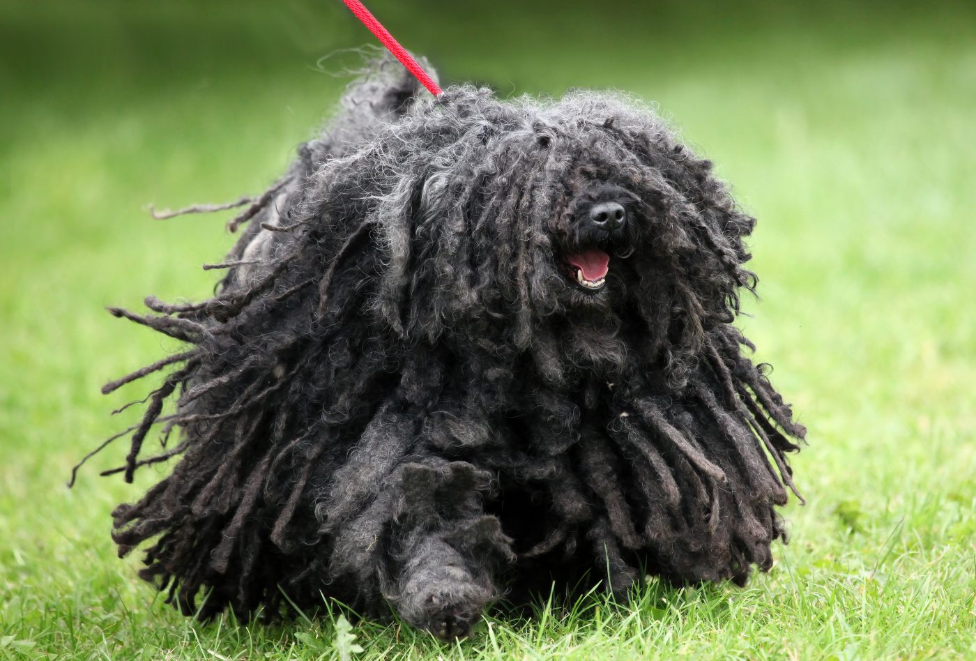 Puli dog