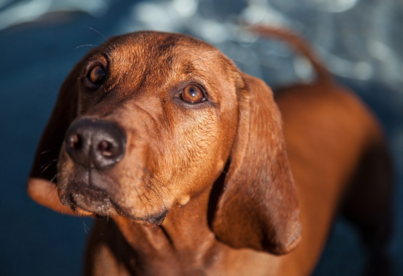 Redbone Coonhound 1400x961 1