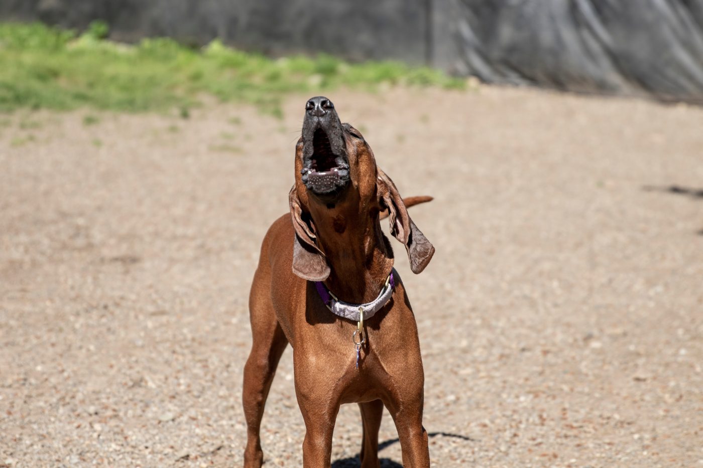 Redbone Coonhound3 1400x933 1