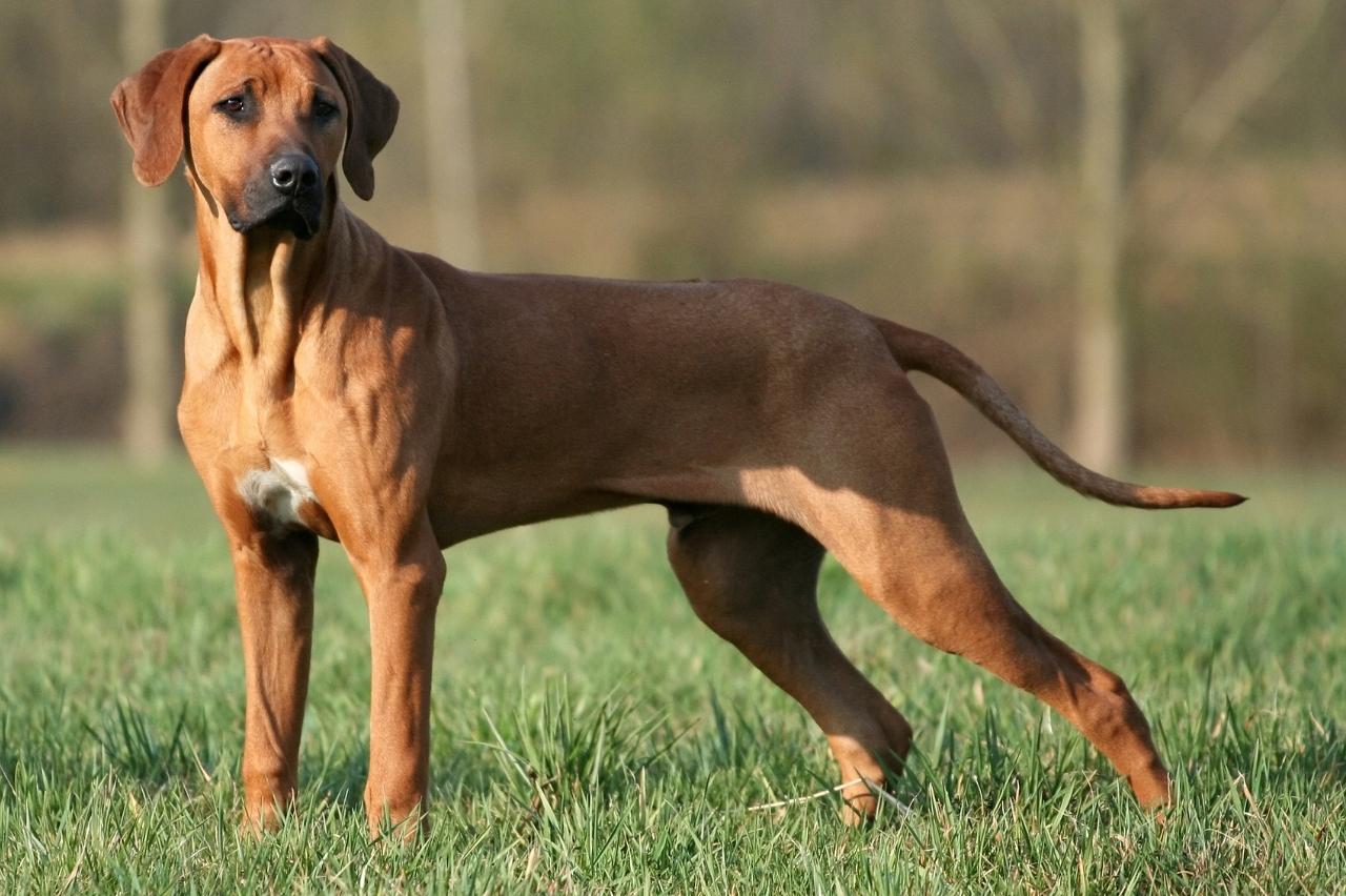 Best dehydrated dog foods for Rhodesian Ridgebacks