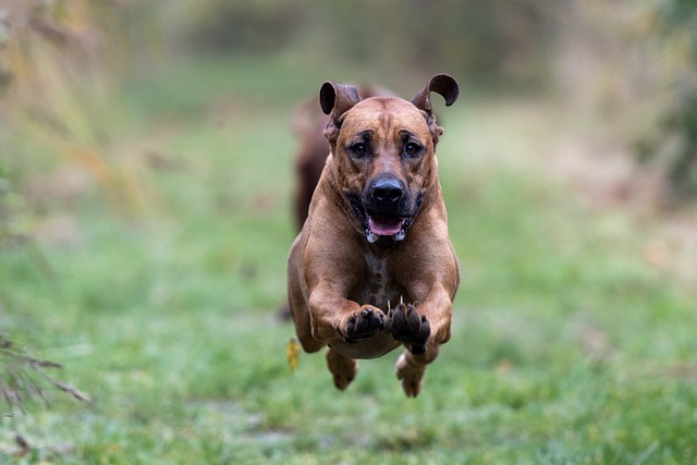 Rhodesian Ridgeback 5