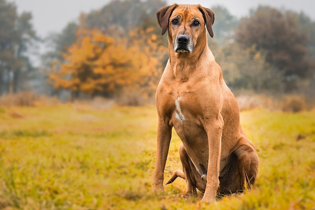 Rhodesian Ridgeback 6