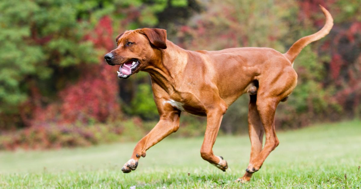 Rhodesian Ridgeback Featured2