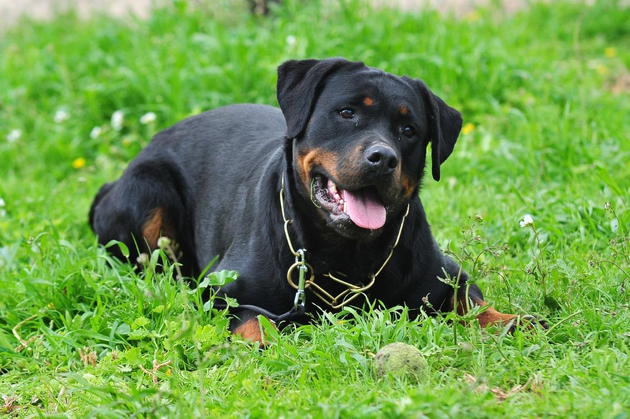 Best bully sticks for Rottweilers