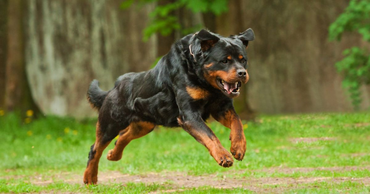 Rottweiler Featured5