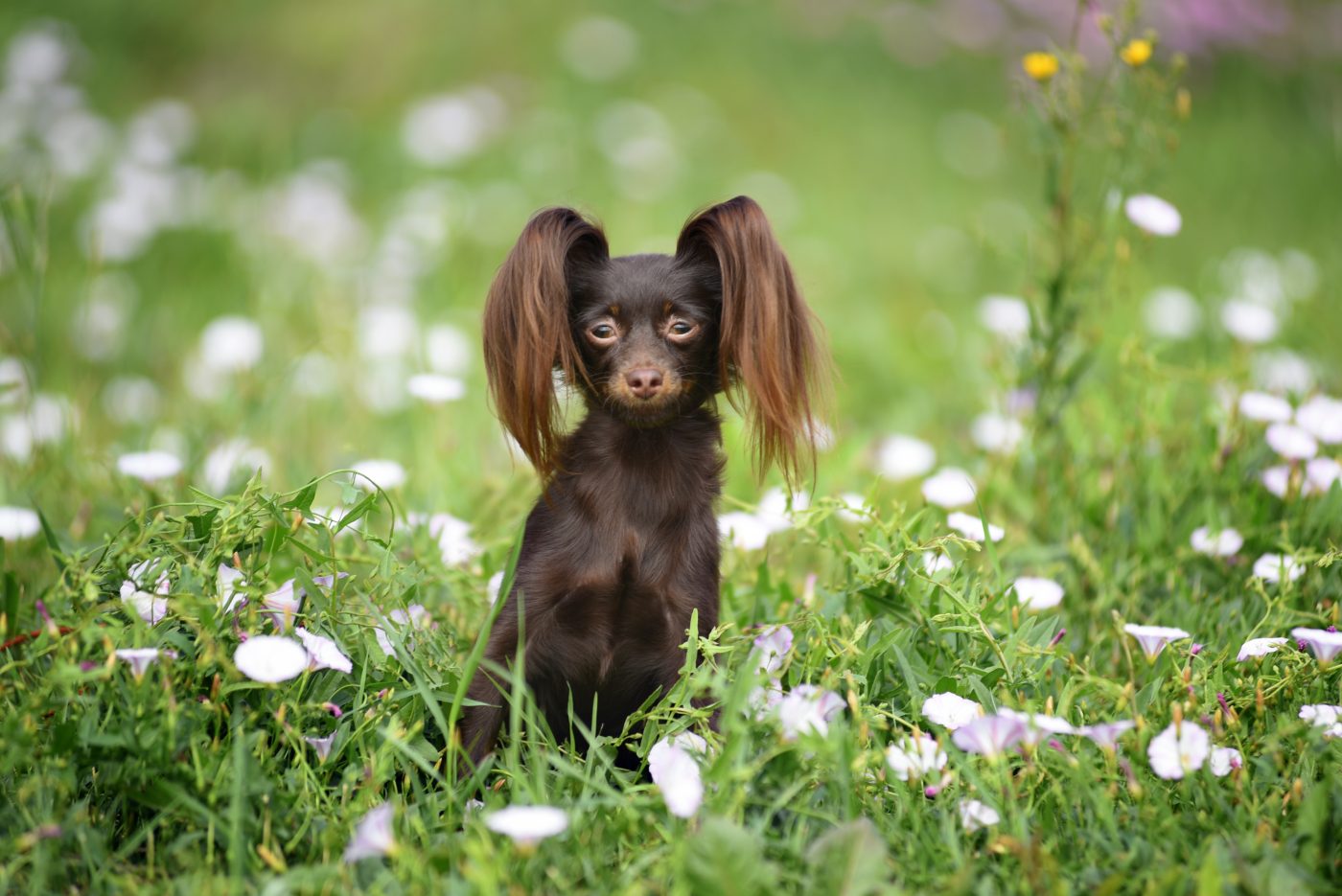 Russian Toy dog