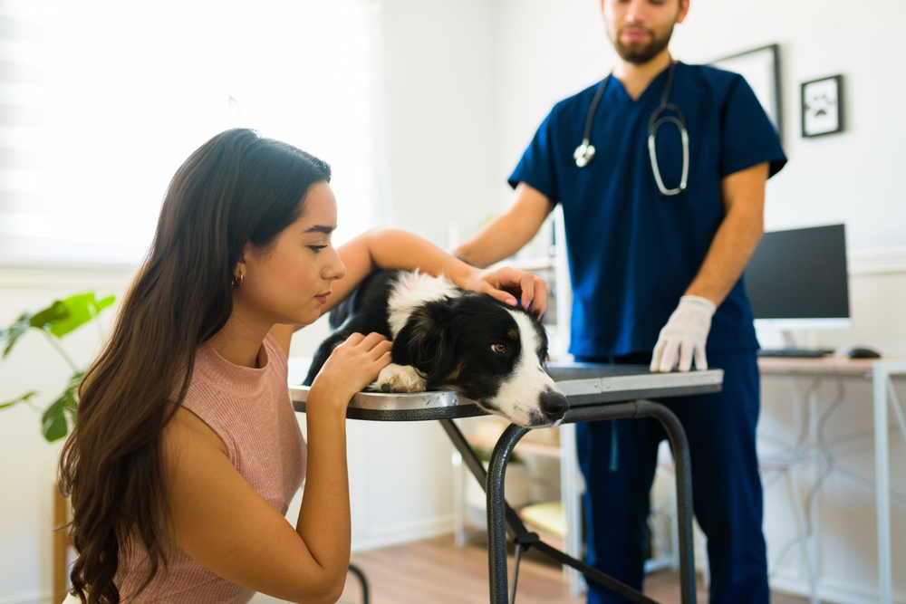 Sad hispanic woman looking upset while caring for her aged ill border collie dog at the veterinary clinic