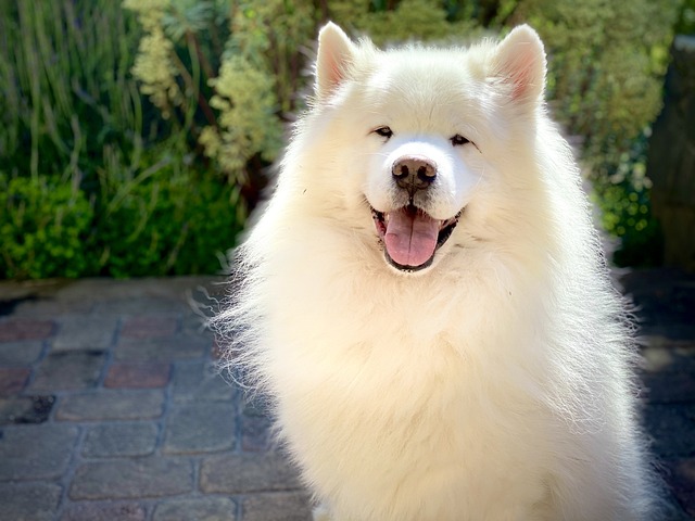 Samoyed 7