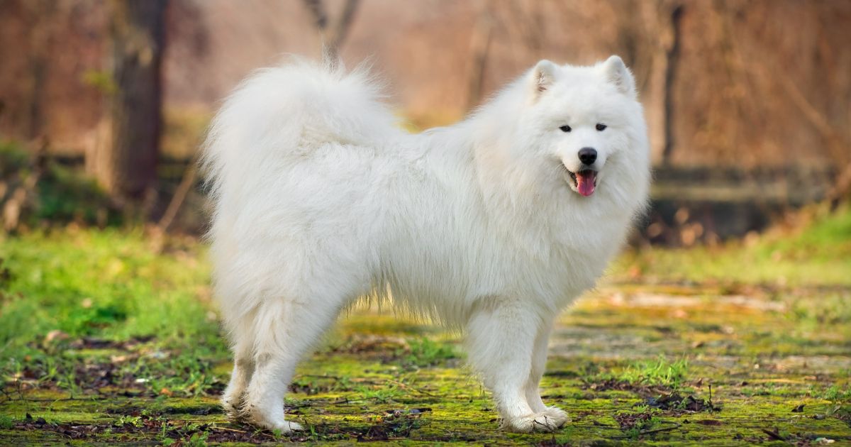 Samoyed Featured1