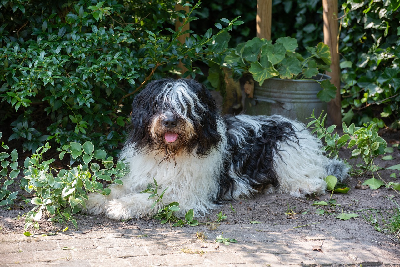 Schapendoes Dutch Sheepdog resting near the plants