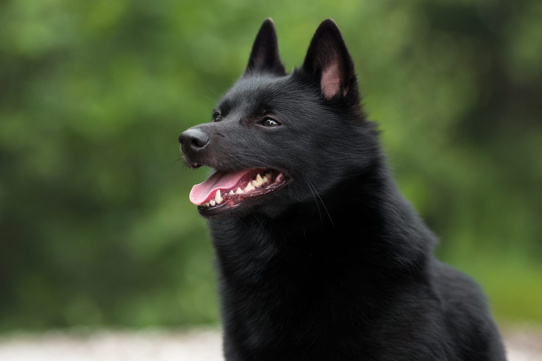 Schipperke5 scaled scaled 1