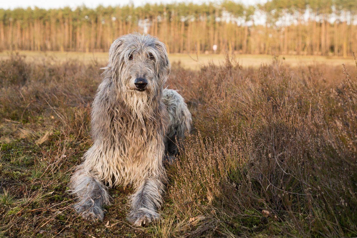 Scottish Deerhound4 1400x933 1