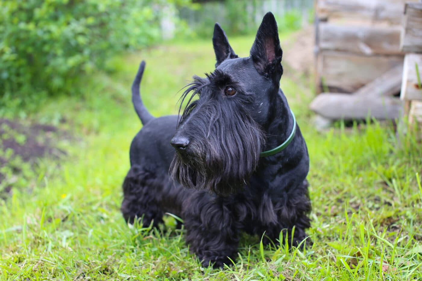 Scottish Terrier black 1400x933 1