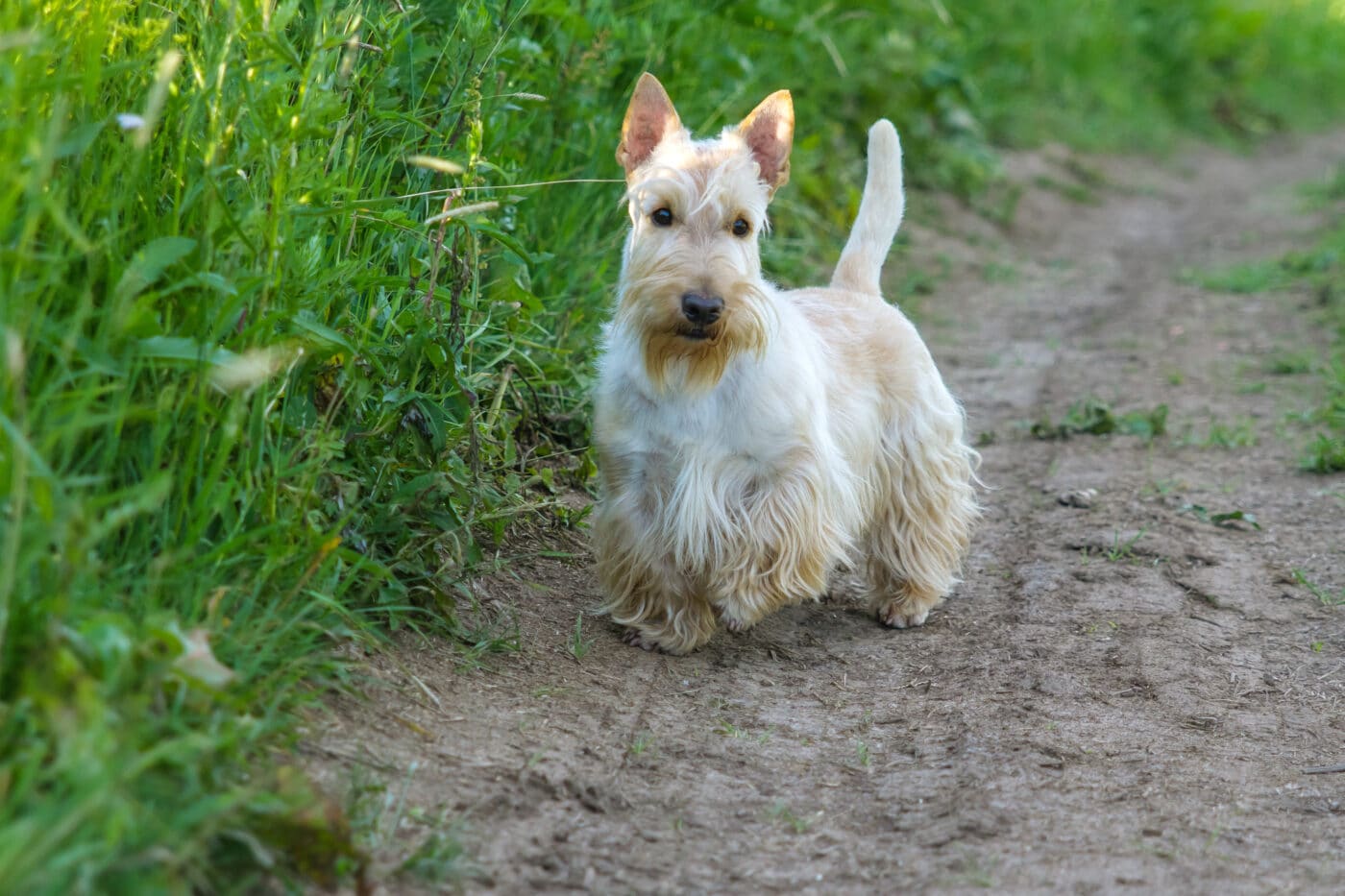 Scottish Terrier crop 1400x933 1