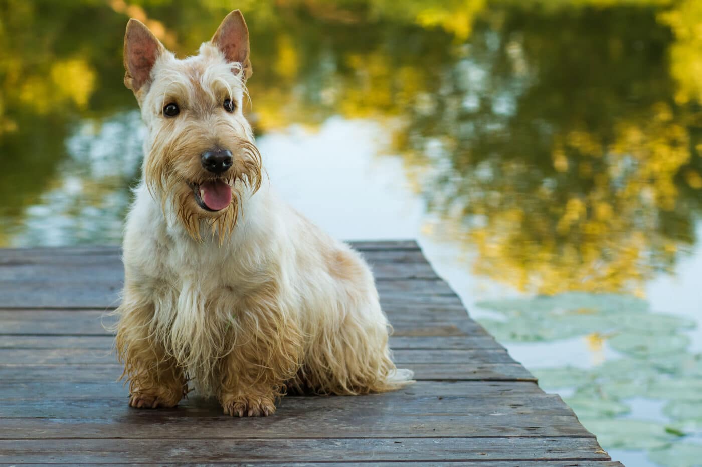 Scottish Terrier dock 1400x933 1