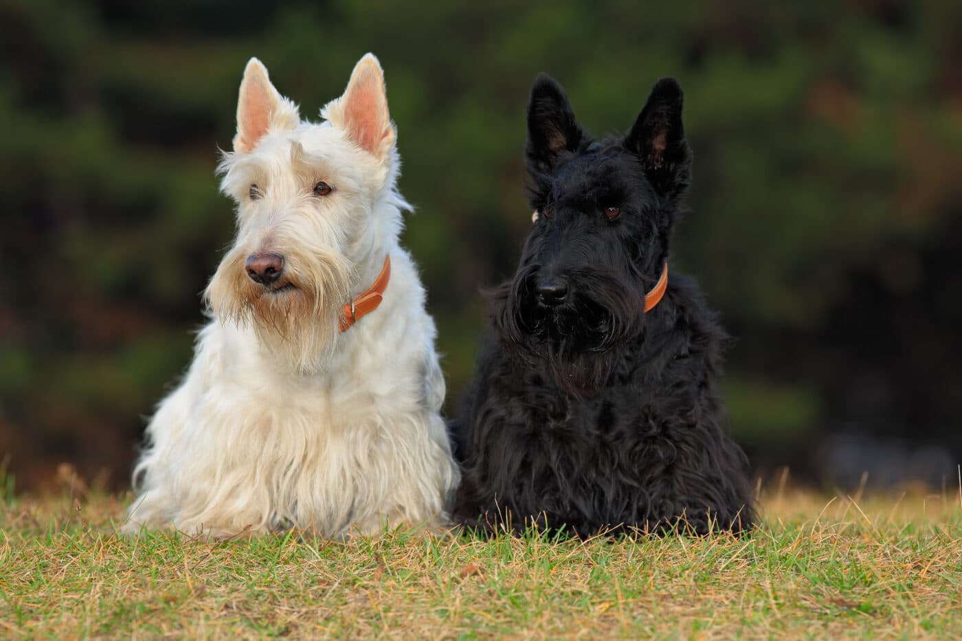 Scottish Terrier pair 1400x933 1