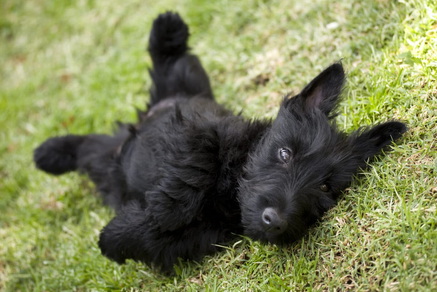 Scottish Terrier pup 1400x934 1