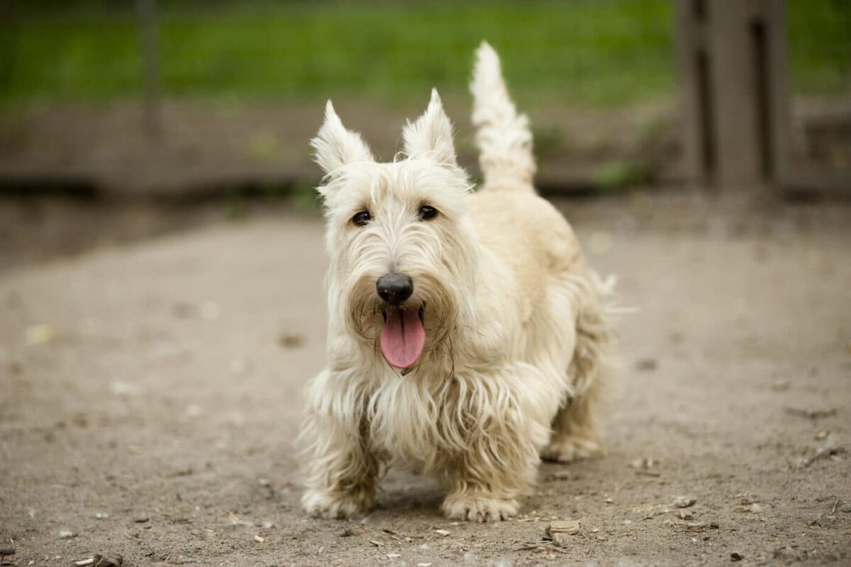 Scottish Terrier white 1400x932 1 e1728470238241