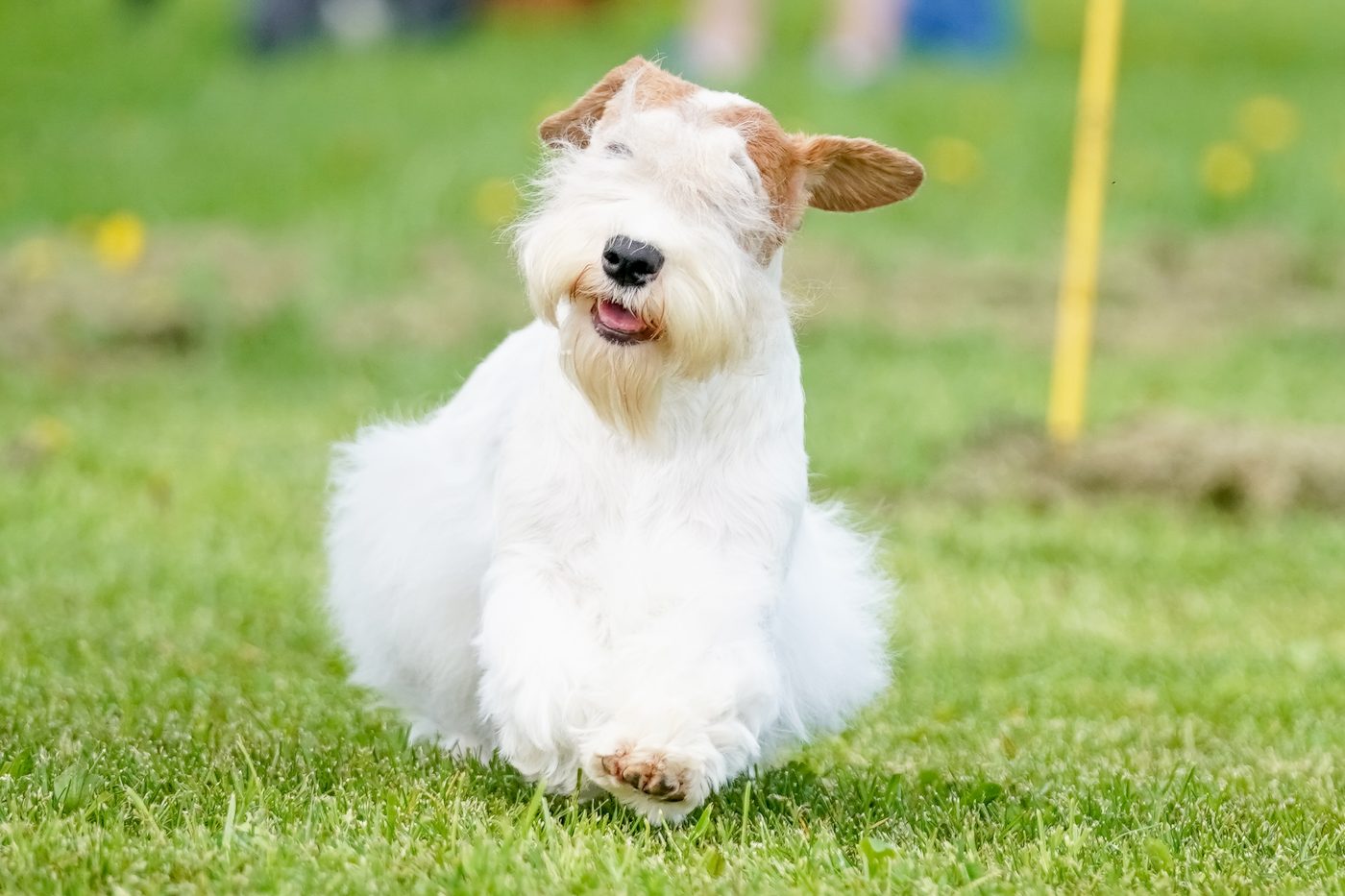 Sealyham Terrier5 1400x933 1