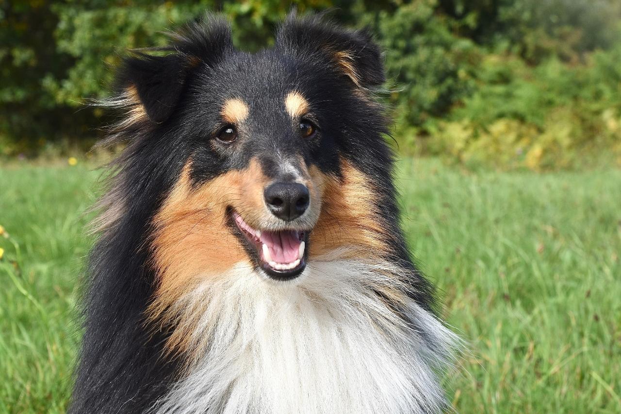 Best freeze dried dog food for Shelties