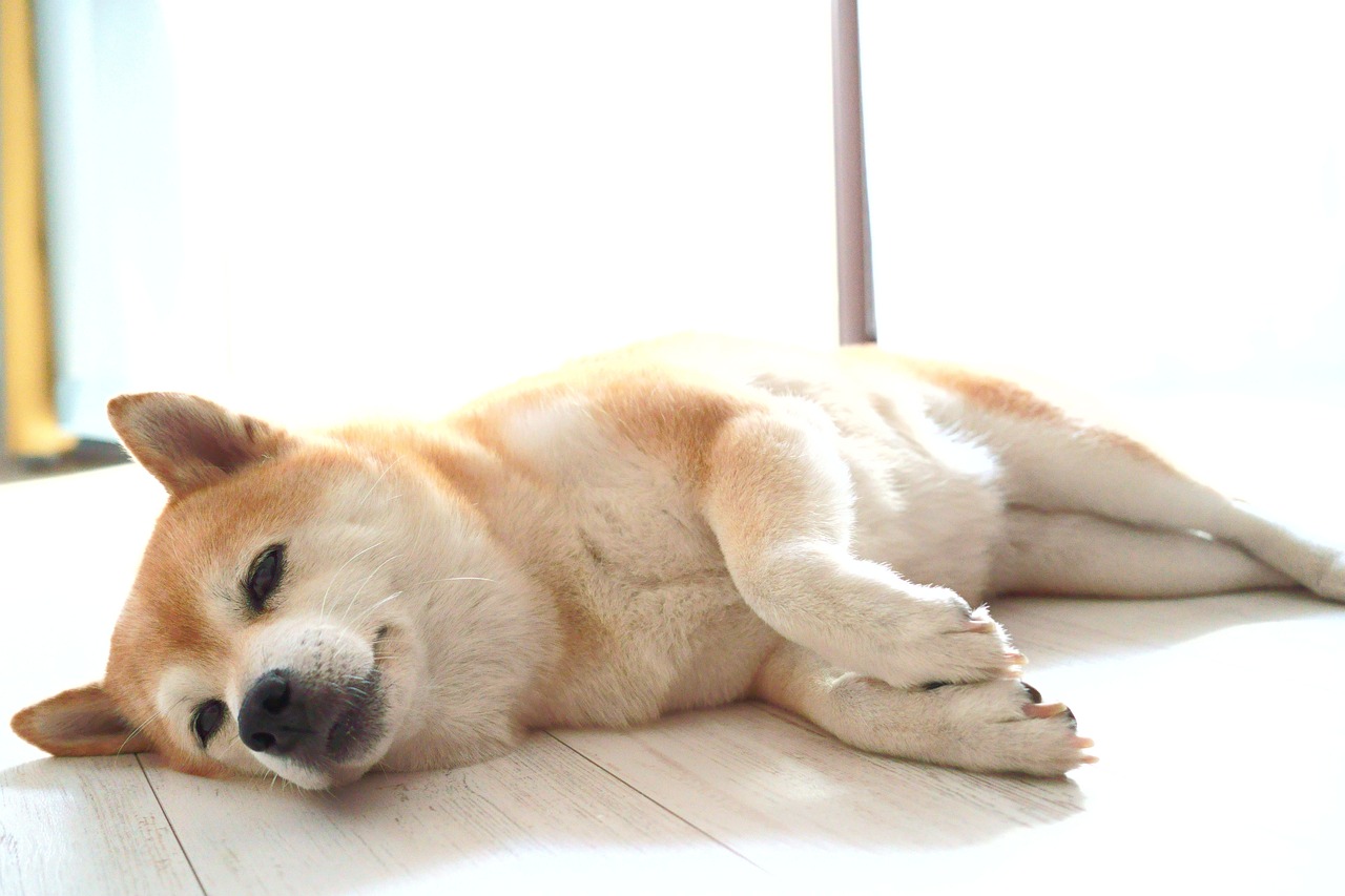 the best dog gate for your Shiba Inu