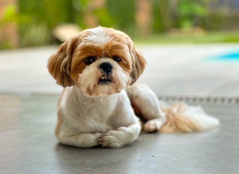 Shih Tzu dog lying on the floor