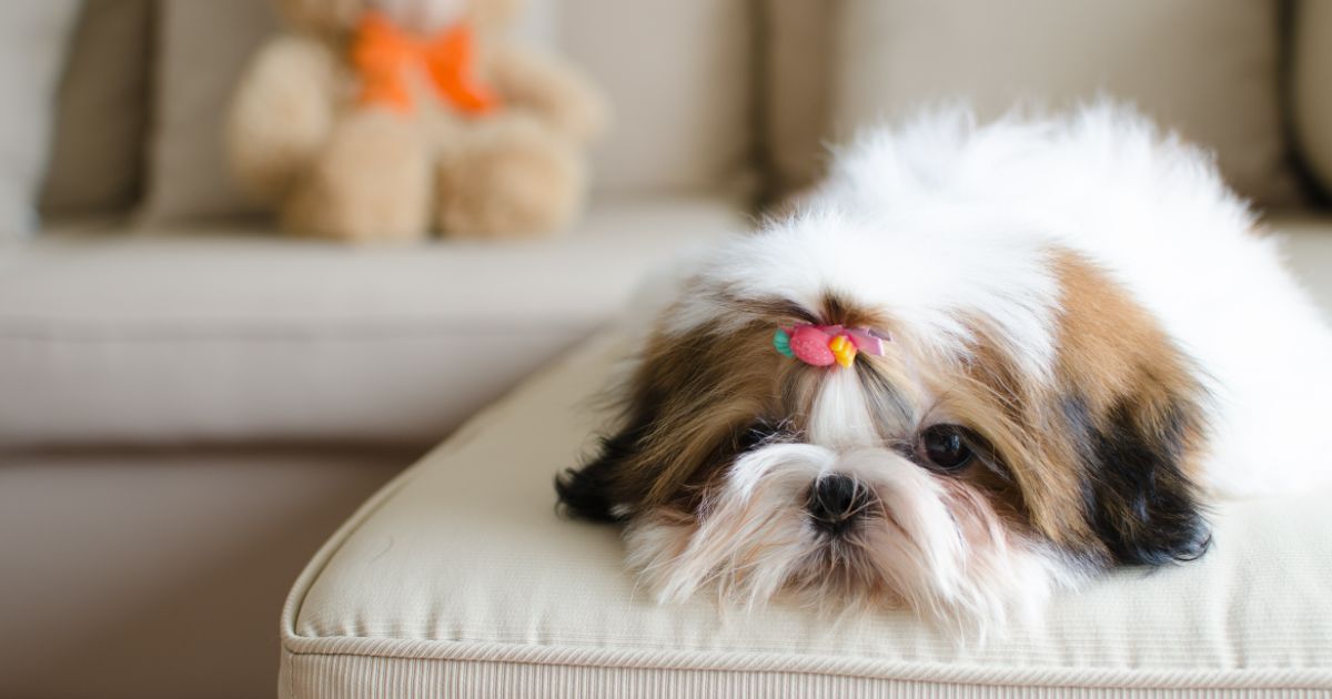 Shih Tzu Featured5