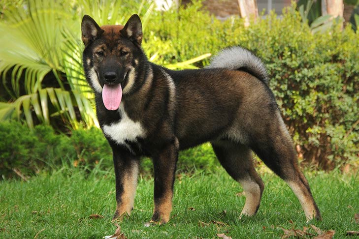 Shikoku standing outdoors