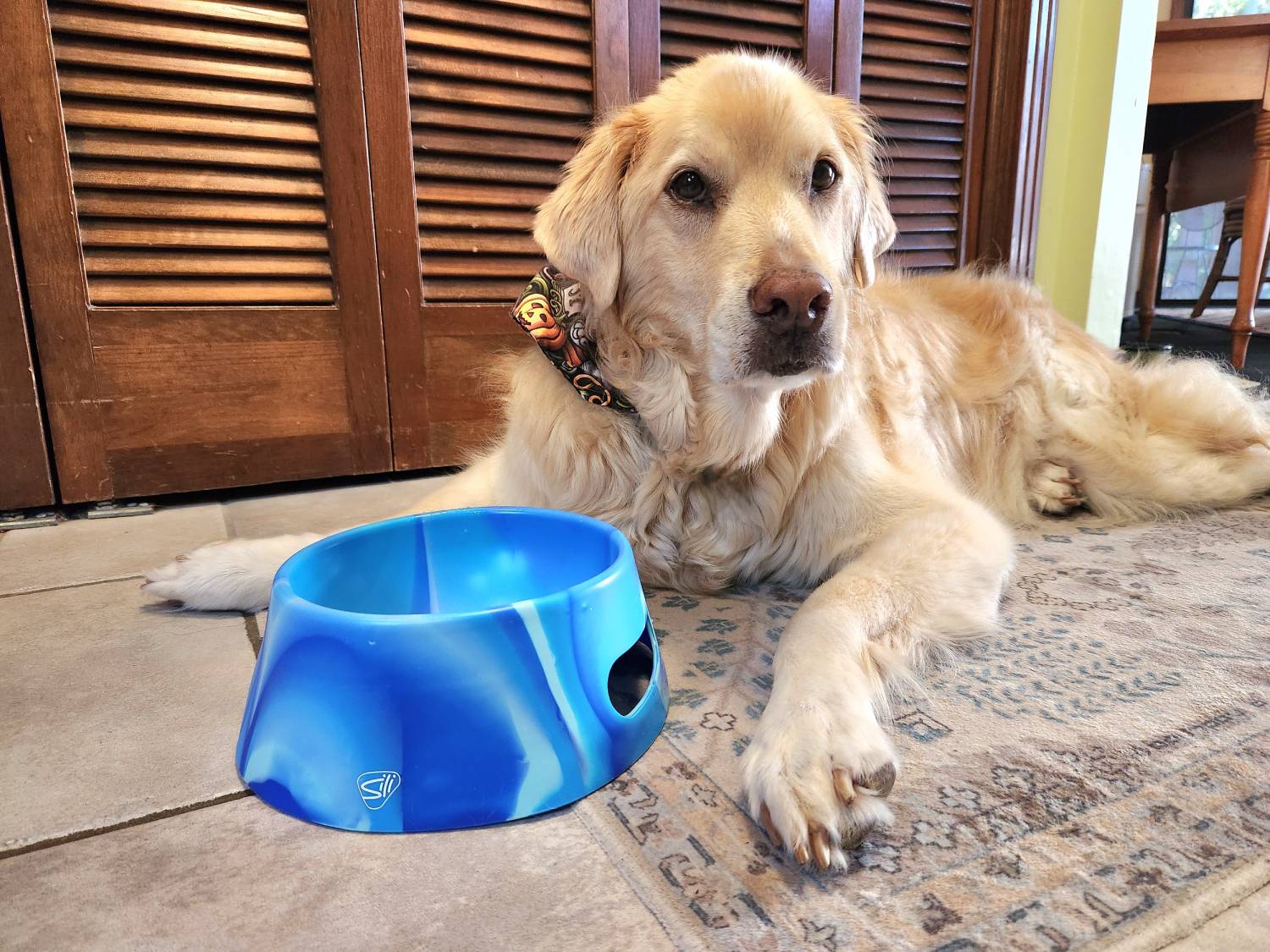 Silipint Aqua-Fur Dog Bowl - pretty dog with her bowl