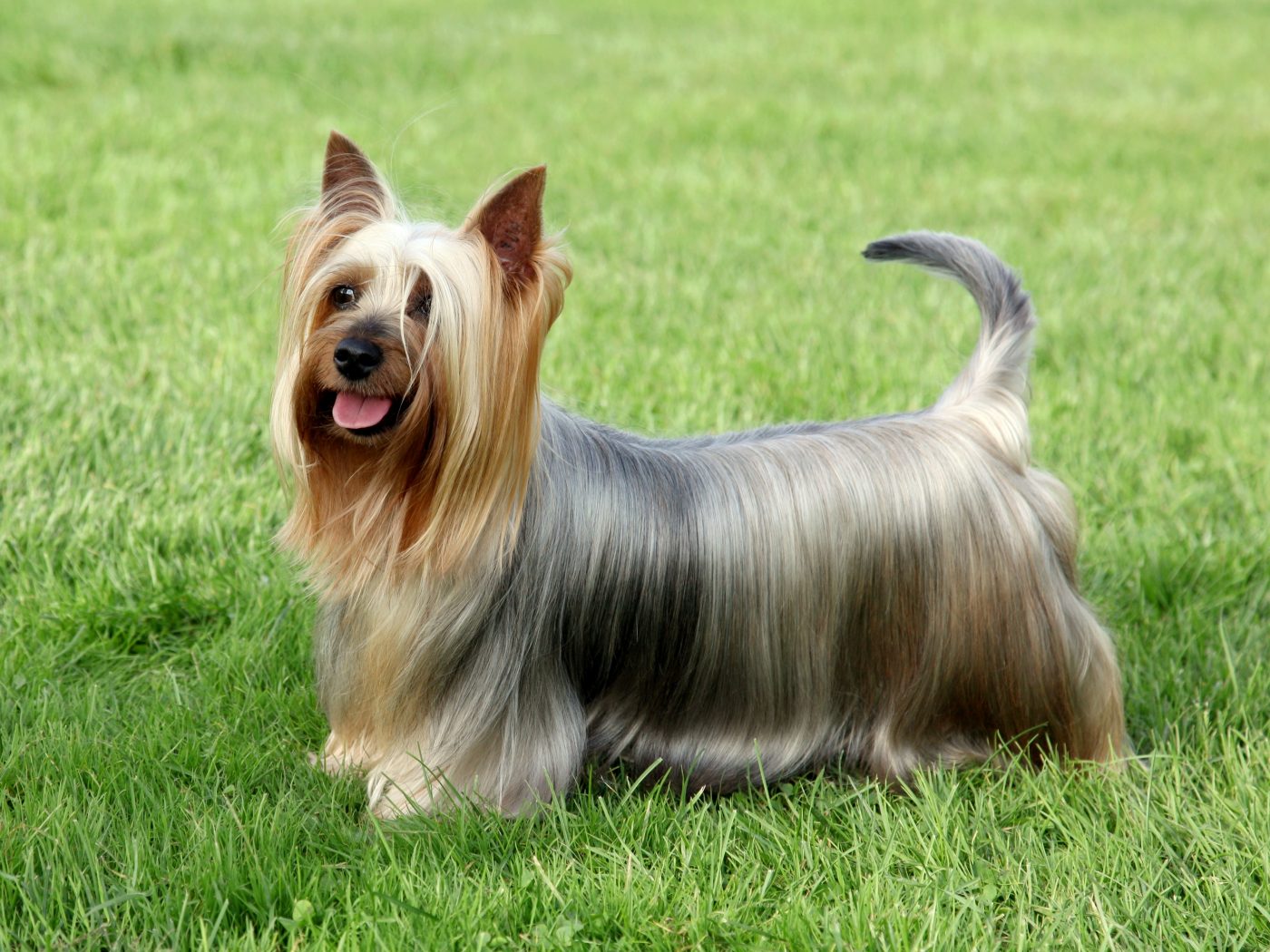 Silky Terrier 1400x1050 1