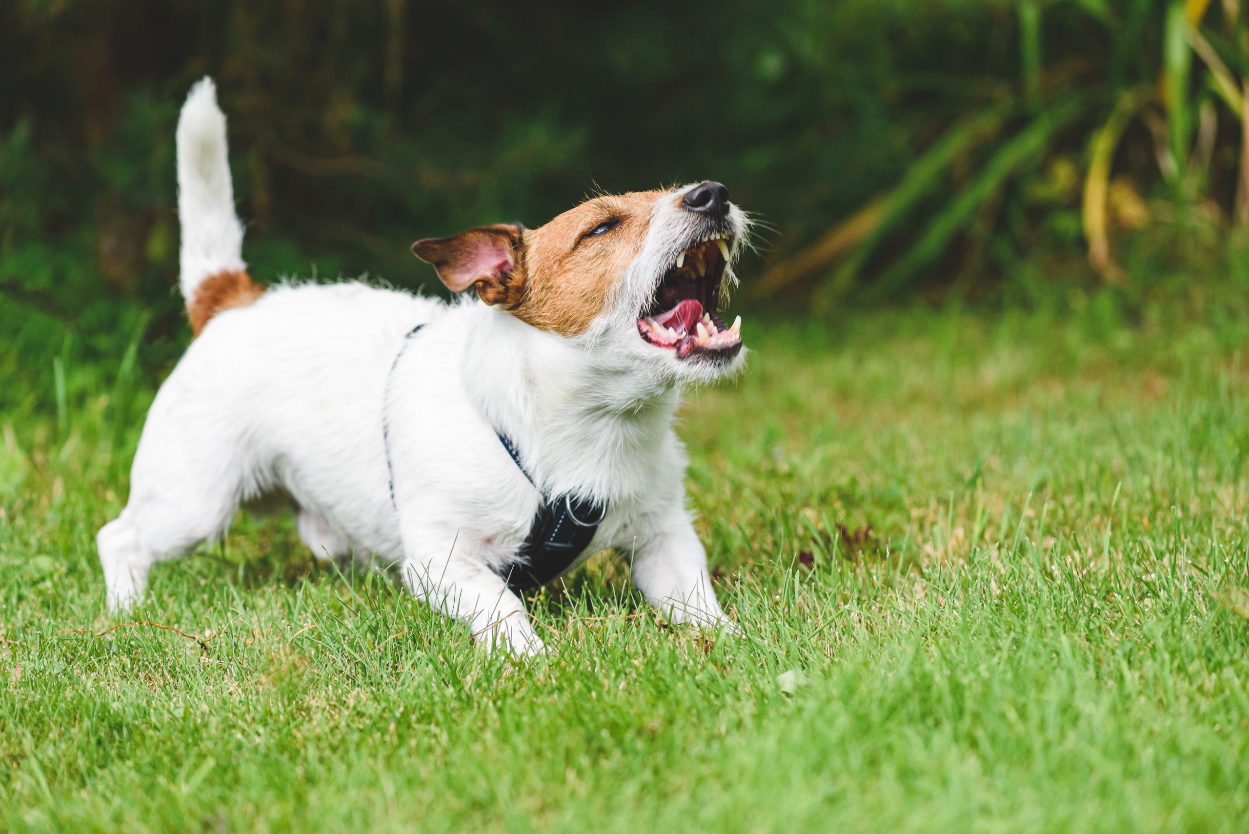 Small dog barking scaled 1