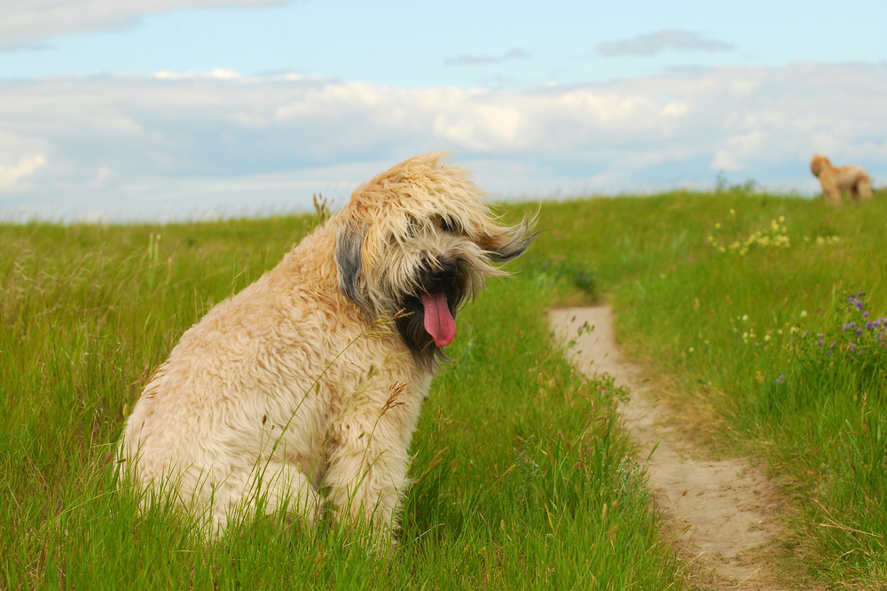 Soft Coated Wheaten Terrier