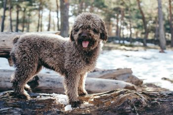 Spanish Water Dog5 350x233 1