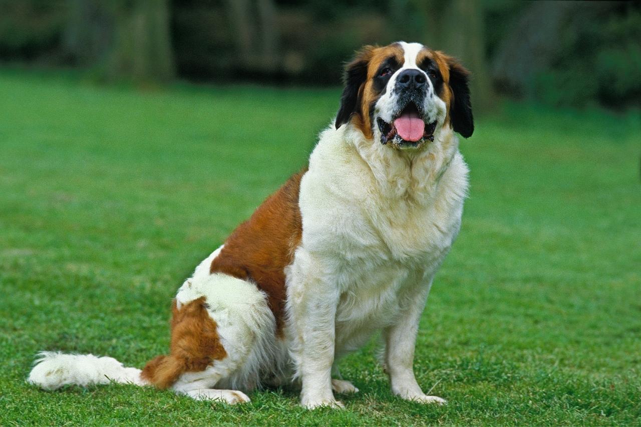 best pill pocket for saint bernards