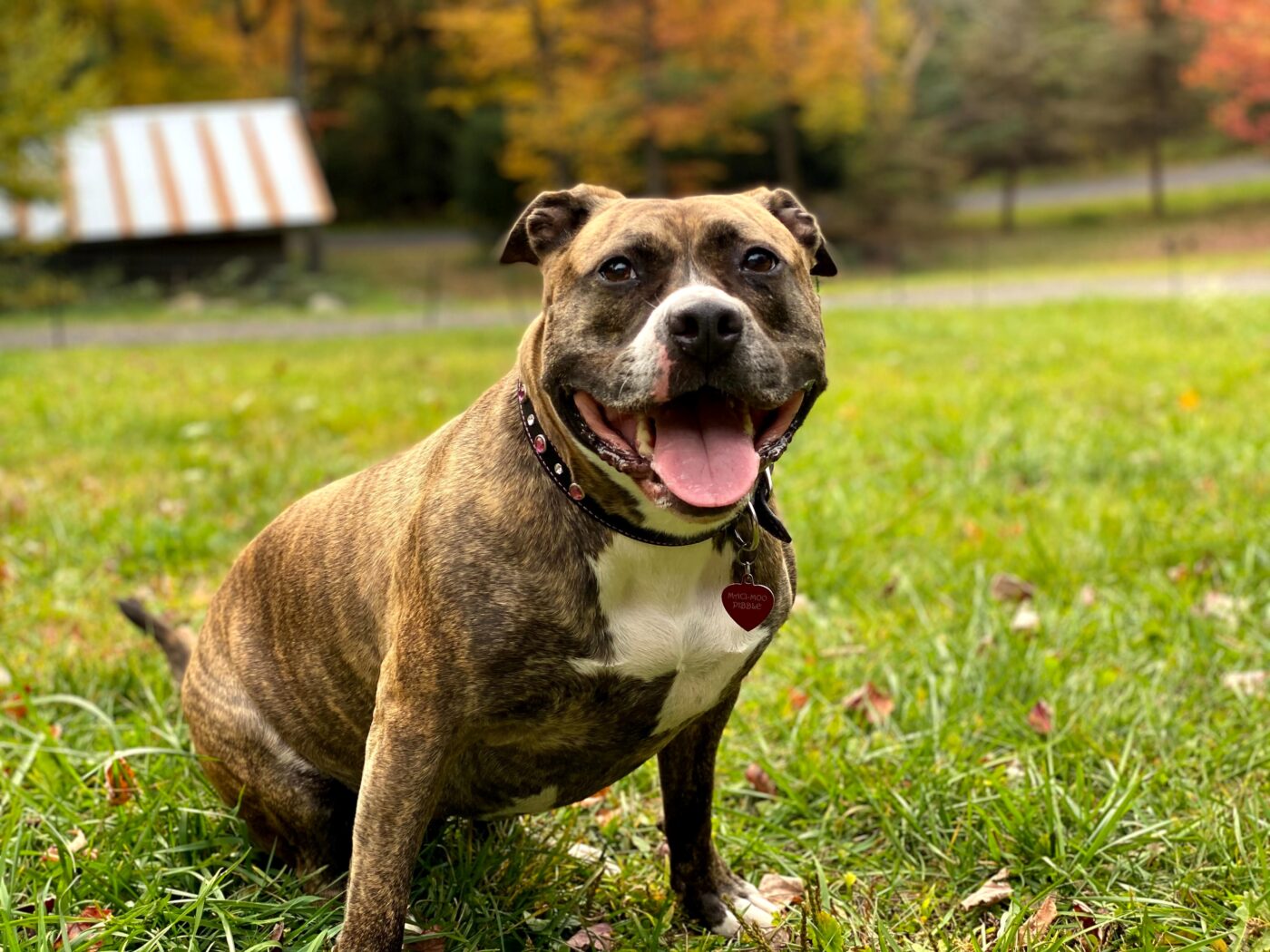 the best snout soother for your Staffordshire Bull Terrier