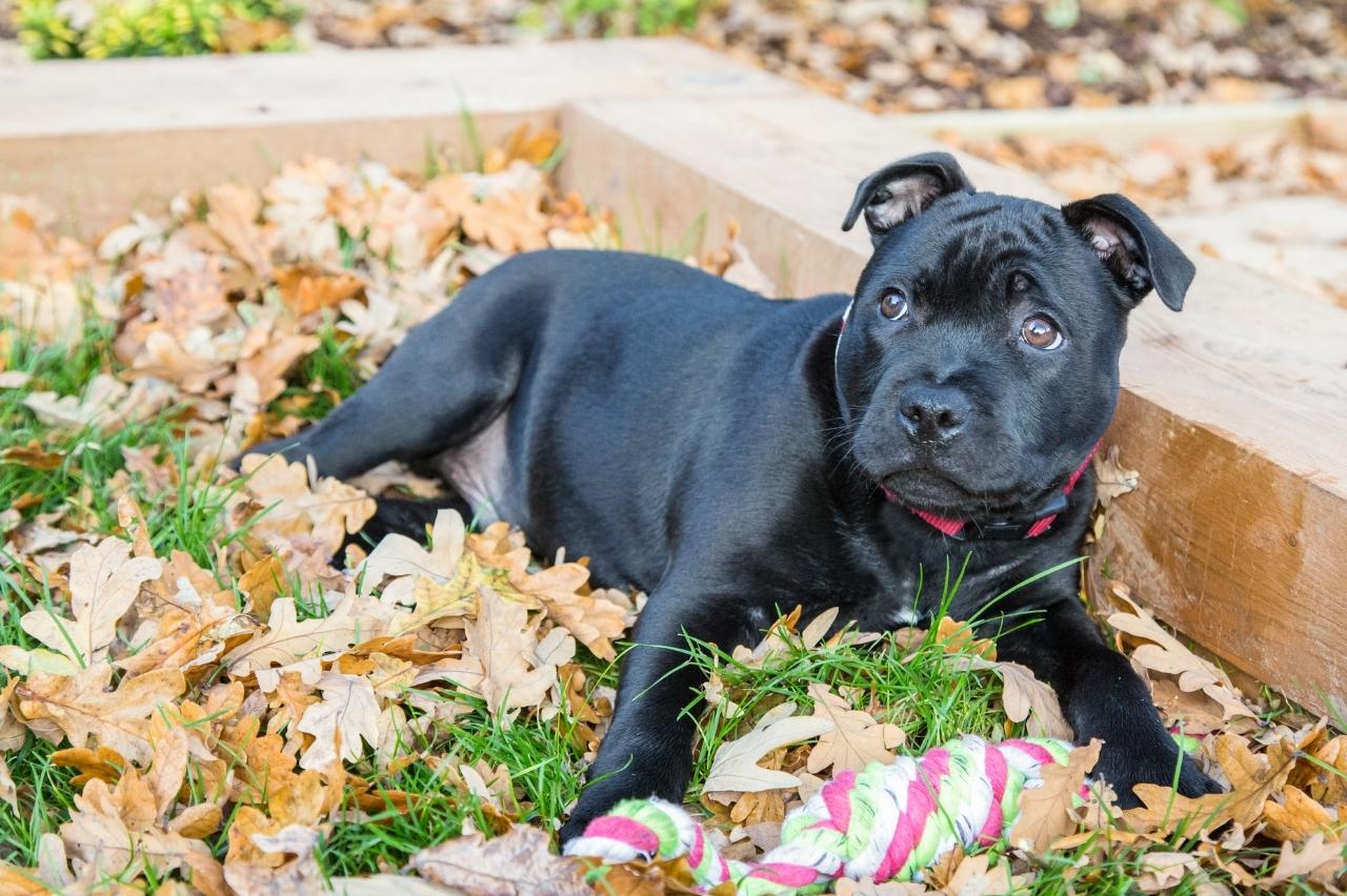 9 Best Puppy Dog Foods for Staffordshire Bull Terriers