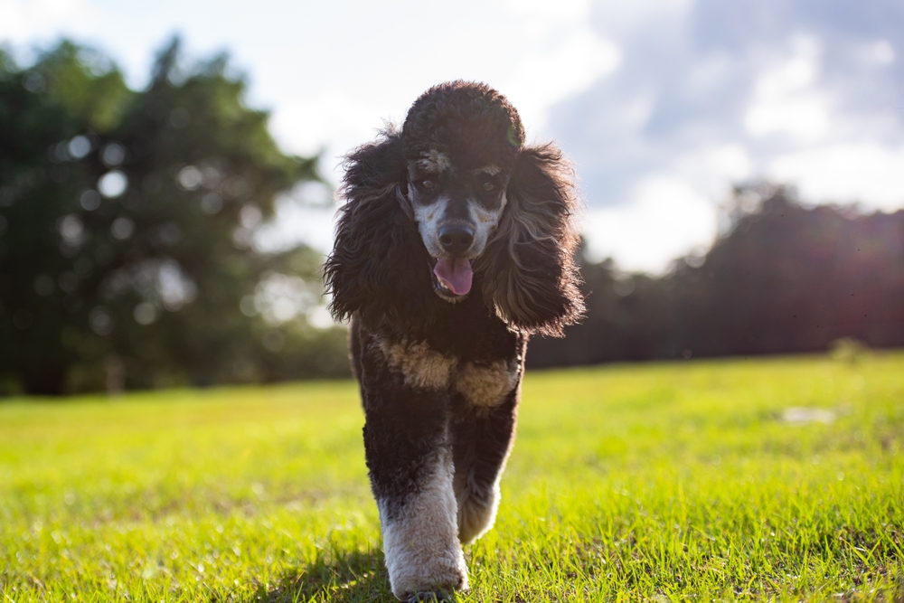 Standard Phantom Poodle dog enjoying a pasture at sunset